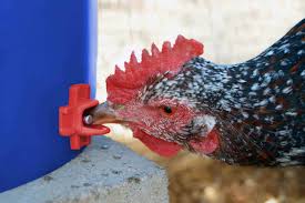 DIY Poultry Nipple - 6 pack