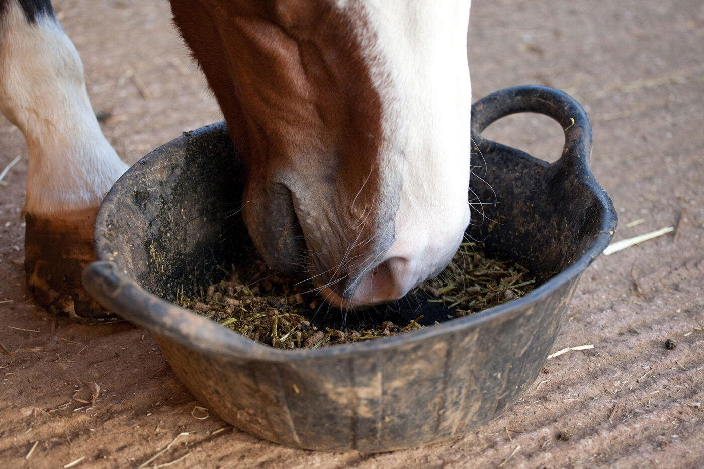 Horse Feed